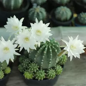 白花植物 新人首单立减十元 22年8月 淘宝海外 白花植物 新人首单立减十元 22年8月 淘宝海外