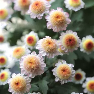 草本花卉 新人首單立減十元 22年10月 淘寶海外