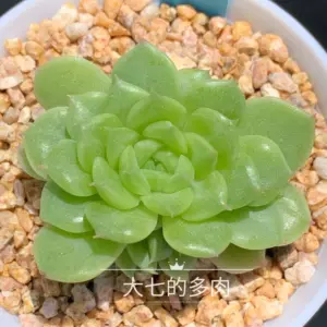 翡翠植物 新人首单立减十元 22年7月 淘宝海外