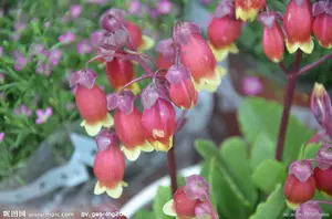 长寿宫灯花 新人首单立减十元 22年7月 淘宝海外