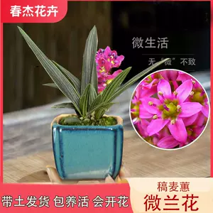 日本蘭花草 新人首單立減十元 22年10月 淘寶海外