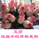 Flower bouquet Yunnan Kunming base straight hair perfume lily express same city rose Valentine's Day Teacher's Day gift