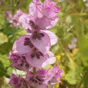 Sage 新人首单立减十元 22年8月 淘宝海外