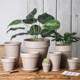 Clay international thin edges, thin and round mocha flower pot, qinye leaf, banyan green ivy succulent high and low pot with tray