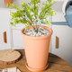 Red pottery flower pot thin edges and thin round pottery bamboo, kapok leaves, juanhua green plants clay breathable pot special price

