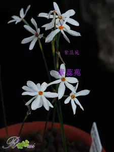 Narcissus 新人首单立减十元 22年10月 淘宝海外