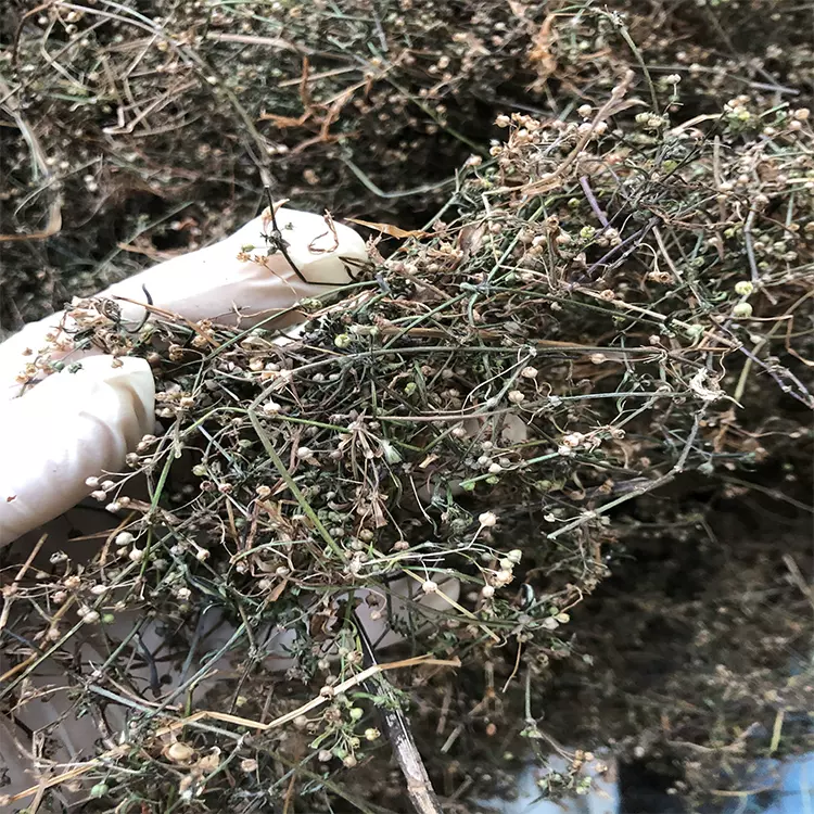 蛇舌草干 新人首单立减十元 21年11月 淘宝海外