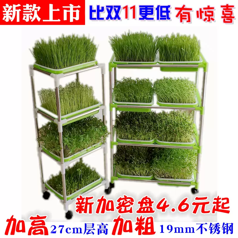 豆苗育苗盘大蒜托盘无土栽培纸上种菜盆水培