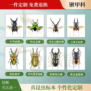 锹甲虫标本 新人首单立减十元 22年7月 淘宝海外