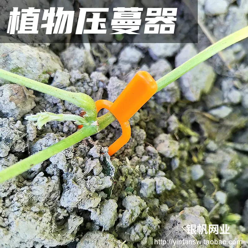 匍匐茎