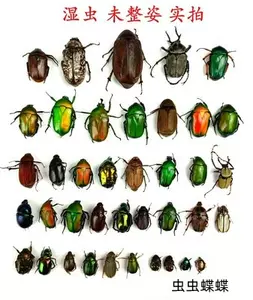 湿虫标本 新人首单立减十元 22年9月 淘宝海外