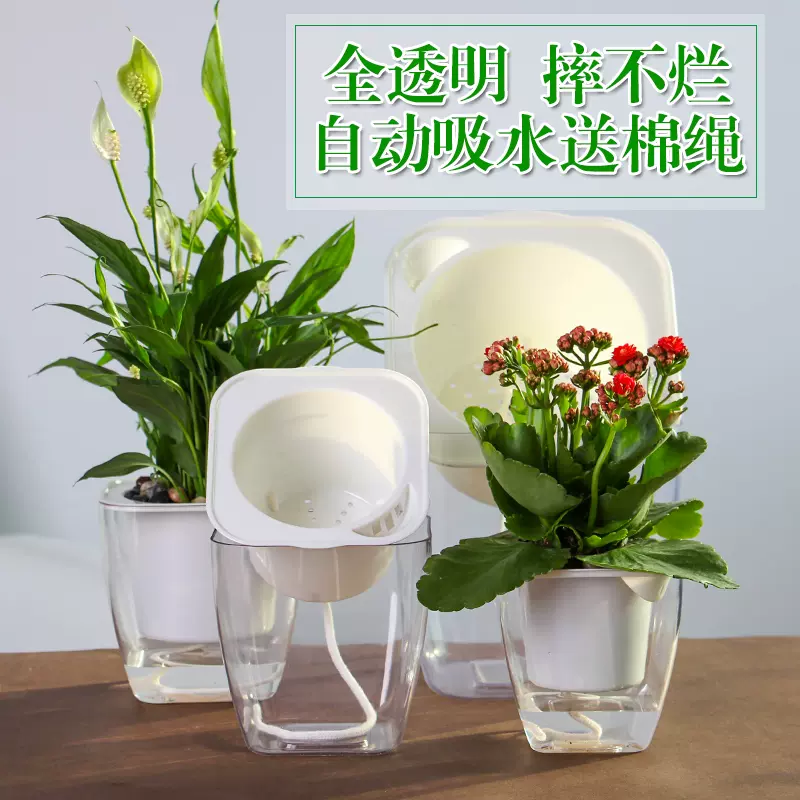 水栽培植物 新人首单立减十元 21年12月 淘宝海外 水栽培植物 新人首单立减十元 21年12月 淘宝海外