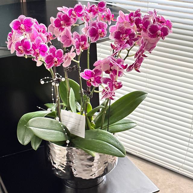 Foreign trade Light luxury Nordic Simple Bright Light Silver Net Red Creative Electro -Plated Ceramics Flower Basin Phalaenopsis Pot
