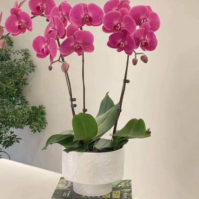 Simple flowerpot Cymbidium orchid Phalaenopsis large diameter low style flower pot plant potted bonsai net red flower pot