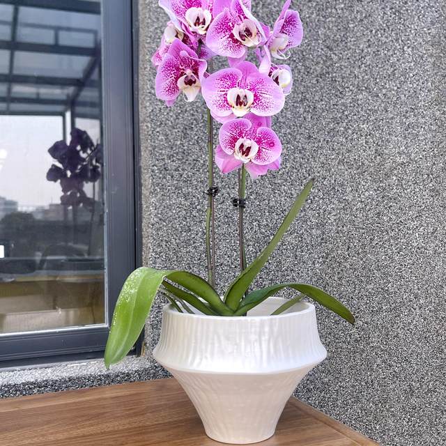 Minimalist style pot niche simple style personalized potted plant wabi-sabi style zen style living room hotel sample room green plant pot