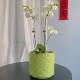 Export Nordic handmade flower pots, unique simple relief glazed ceramics, designer Phalaenopsis green flower pots
