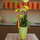 Simple flowerpot Cymbidium orchid Phalaenopsis Large diameter high-end flower pot plant potted tall bonsai Internet celebrity flower pot