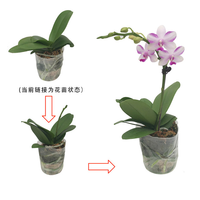 The big seedling butterfly orchid seedling base is self-produced to ensure that the designs and colors are complete and new varieties are continuously updated.