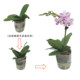The big seedling butterfly orchid seedling base is self-produced to ensure that the designs and colors are complete and new varieties are continuously updated.