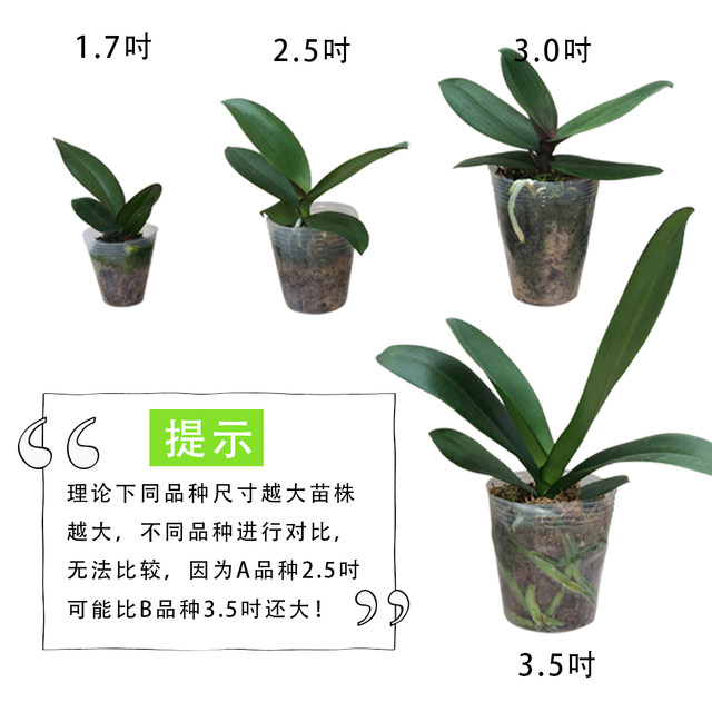 The big seedling butterfly orchid seedling base is self-produced to ensure that the designs and colors are complete and new varieties are continuously updated.