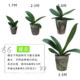The big seedling butterfly orchid seedling base is self-produced to ensure that the designs and colors are complete and new varieties are continuously updated.