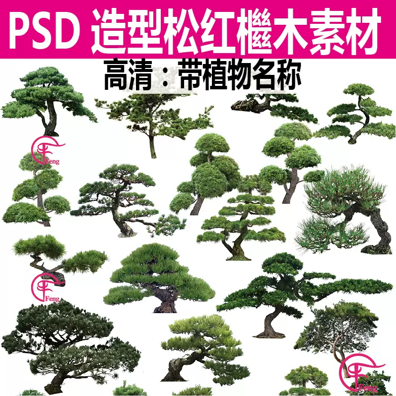 榆树罗汉松 新人首单立减十元 22年1月 淘宝海外