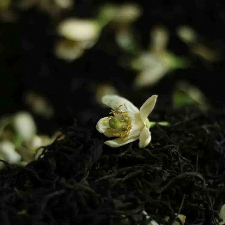 兩年陳丨柚花紅茶柚花大赤甘紅茶全手工傳統冷窨花茶100克