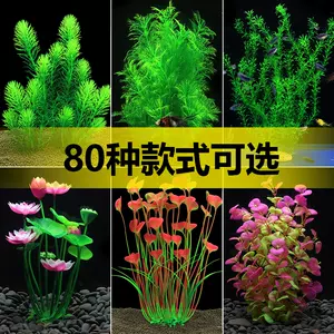 水草缸造景前景草 新人首单立减十元 22年2月 淘宝海外 水草缸造景前景草 新人首单立减十元 22年2月 淘宝海外