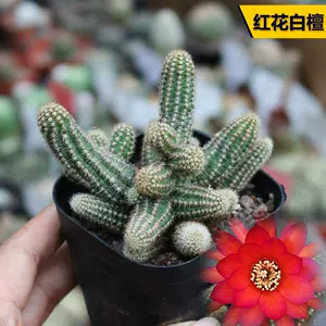 红花白檀 新人首单立减十元 22年8月 淘宝海外