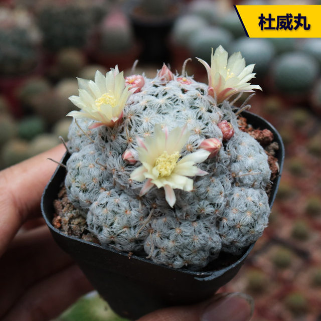 The collection of real cactus flowers and beautiful flowers, good health, star-duck, phoenix jade succulent plant, cactus potted plant, easy to spend summer