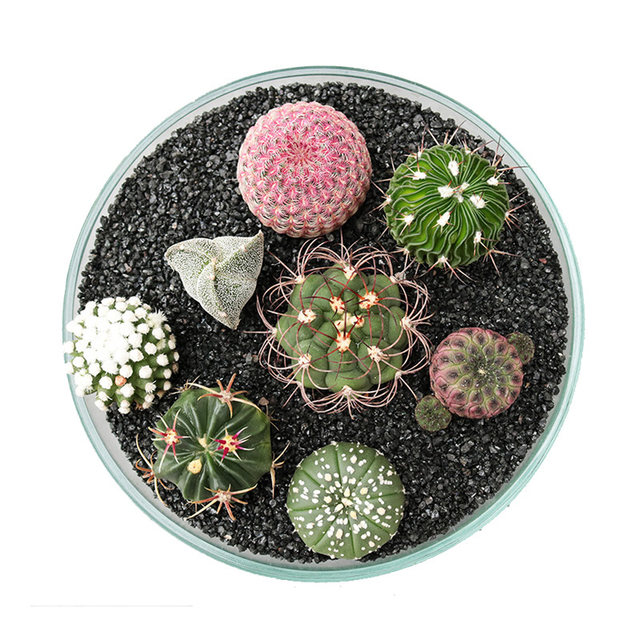 The collection of real cactus flowers and beautiful flowers, good health, star-duck, phoenix jade succulent plant, cactus potted plant, easy to spend summer