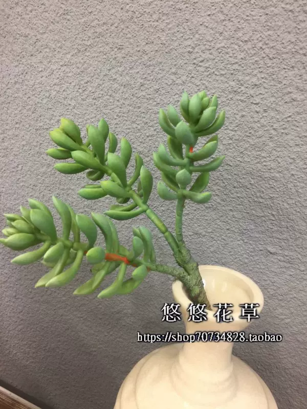 仿真多肉植物组合绿色植物墙壁挂画框diy材料家居摆设装饰品 仿真多肉植物组合绿色植物墙壁挂画框diy材料家居摆设装饰品