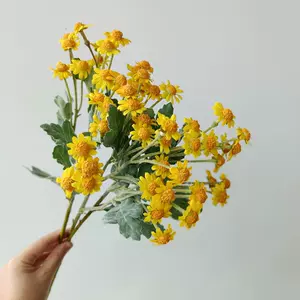 小邹菊花束 新人首单立减十元 22年5月 淘宝海外