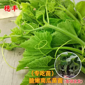 四季豆苗种籽 新人首单立减十元 22年7月 淘宝海外