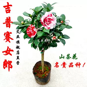 品种茶花 新人首单立减十元 22年6月 淘宝海外