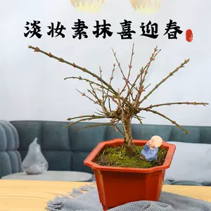 植物春花 新人首单立减十元 22年5月 淘宝海外