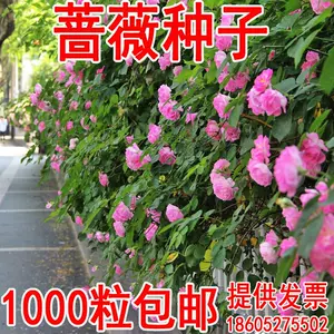 野蔷薇草 新人首单立减十元 22年9月 淘宝海外