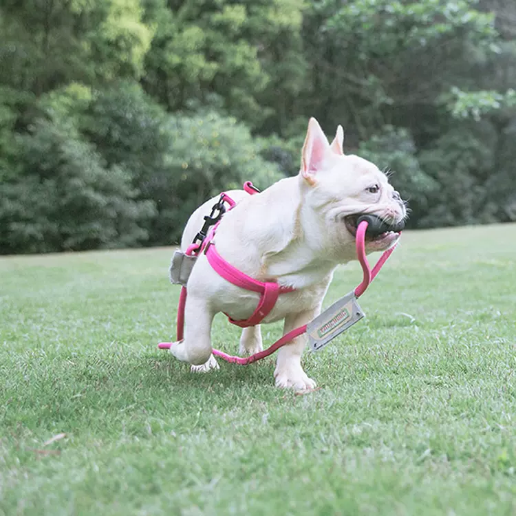 它它touchdog狗狗牽引牽引繩泰迪狗鍊小型犬大型犬項圈胸抱嬰袋套裝 Taobao