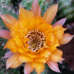 黄白檀 新人首单立减十元 22年9月 淘宝海外