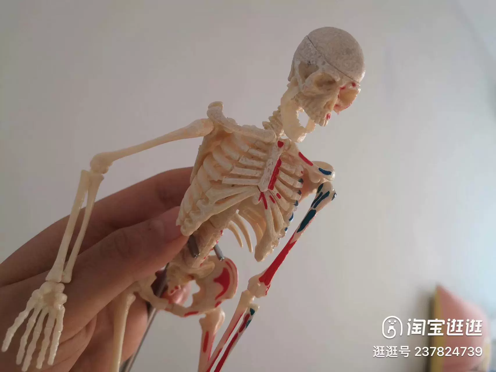 香港4dmaster人体骨架骨骼模型器官解剖拼装玩具医用生物教学骨模