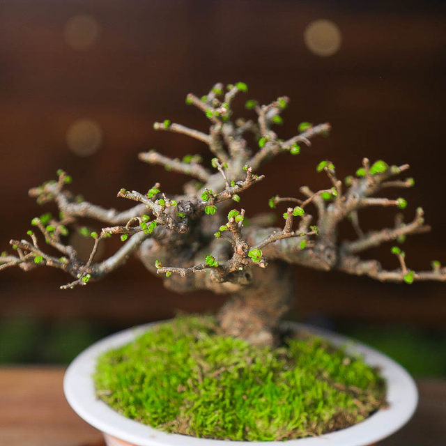 Orphan small-leaf elm, old piles, miscellaneous wood skeletons, plump high-end bonsai decoration, easy-to-grow plants, green plants for the home, easy to care for