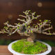 Orphan small-leaf elm, old piles, miscellaneous wood skeletons, plump high-end bonsai decoration, easy-to-grow plants, green plants for the home, easy to care for