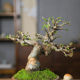 Orphan small leaf elm dwarf sketch miniature leaf viewing old pile bonsai indoor home desktop four seasons ornaments