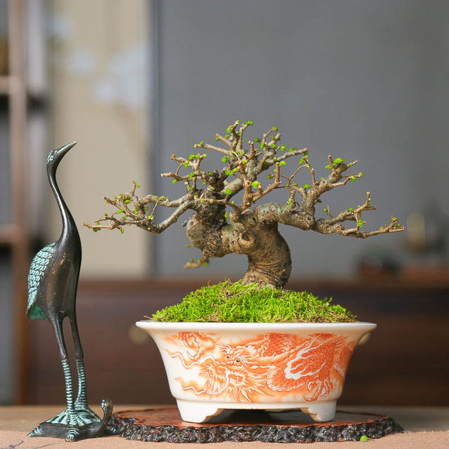 Orphan small-leaf elm, old piles, miscellaneous wood skeletons, plump high-end bonsai decoration, easy-to-grow plants, green plants for the home, easy to care for