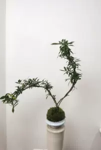 苔球花 新人首單立減十元 22年10月 淘寶海外