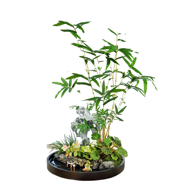 Landscape bamboo bonsai water raising red bamboo Guanyin bamboo desktop green plants office in the tea table living room owner tables and pot plants

