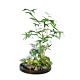 Landscape bamboo bonsai water raising red bamboo Guanyin bamboo desktop green plants office in the tea table living room owner tables and pot plants

