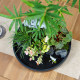 Landscape bamboo bonsai water raising red bamboo Guanyin bamboo desktop green plants office in the tea table living room owner tables and pot plants
