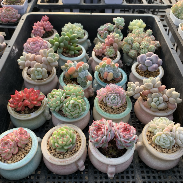 Small succulent fine green plants precious rare thumb pot mini pot plant with pot succulent plants indoor pot plant old pile