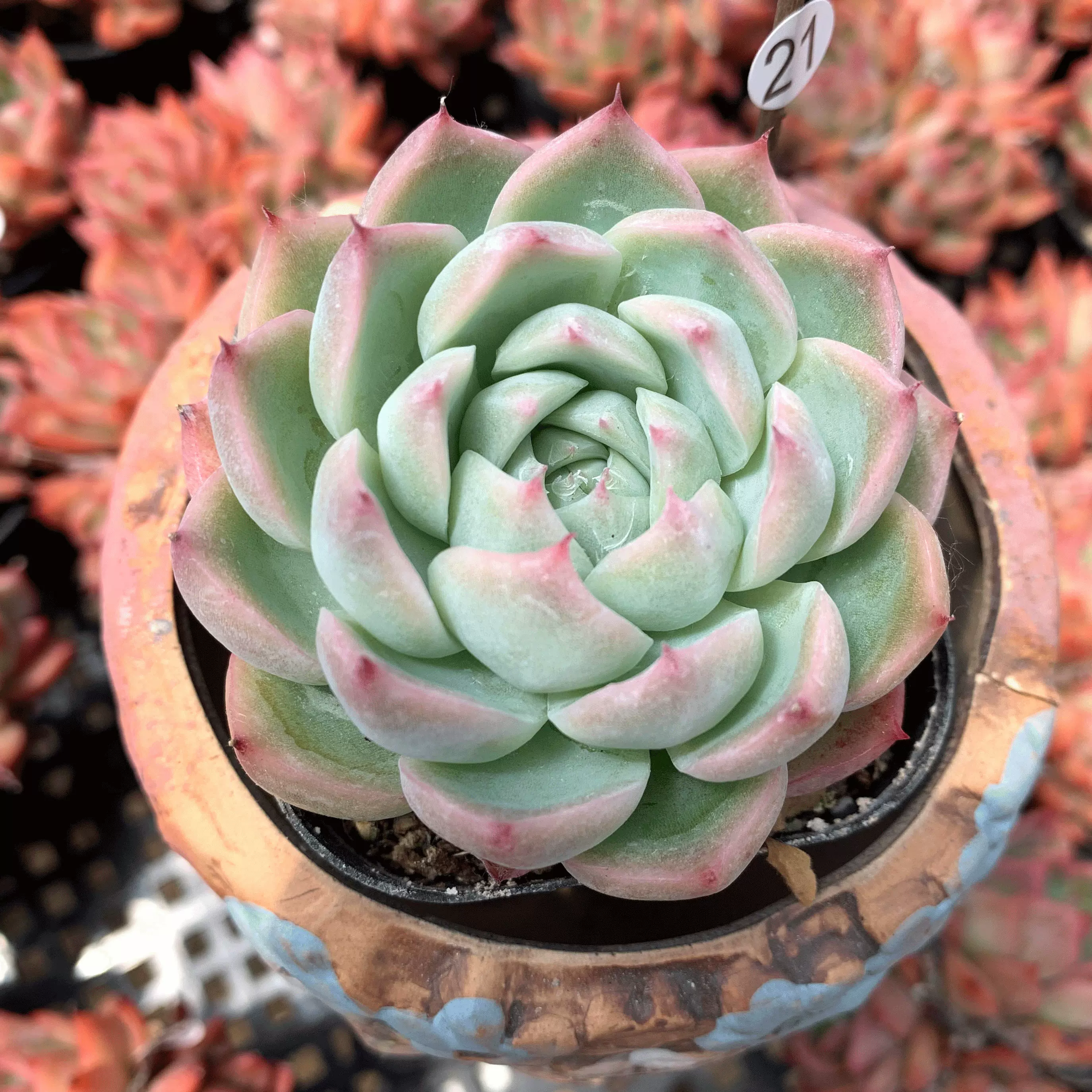 粉水晶多肉植物一物一拍新品小贵货办公桌绿植